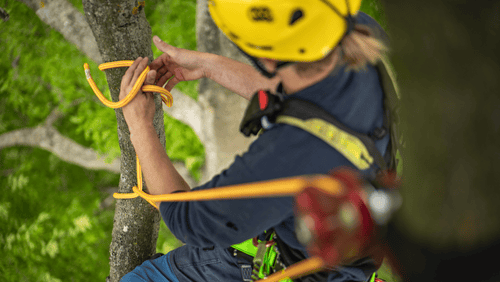 Z koruny stromů: Jak vybrat správné lano a vybavení pro arboristiku?